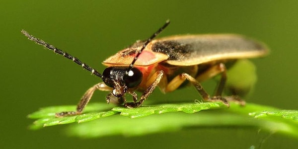 1. Итак! Это милое создание называется...