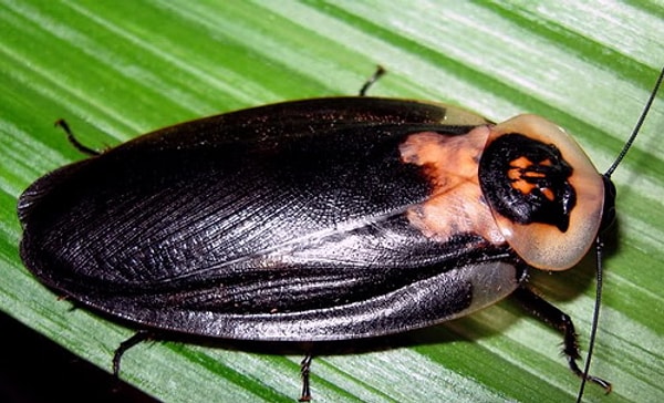 6. Это создание именуют...