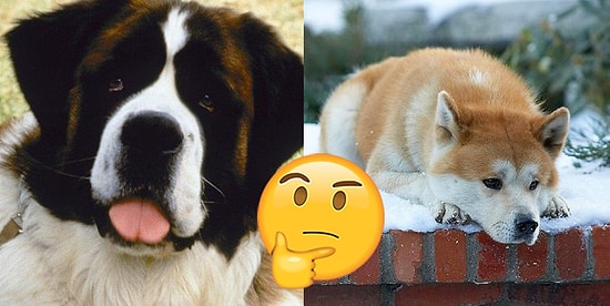 Только эксперт по собакам наберет минимум 8/10 в этом кинотесте