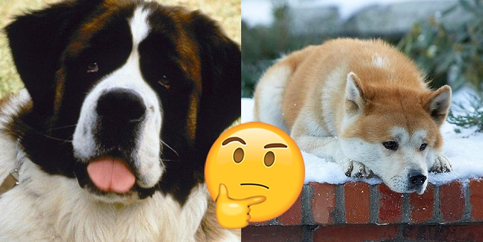 Только эксперт по собакам наберет минимум 8/10 в этом кинотесте