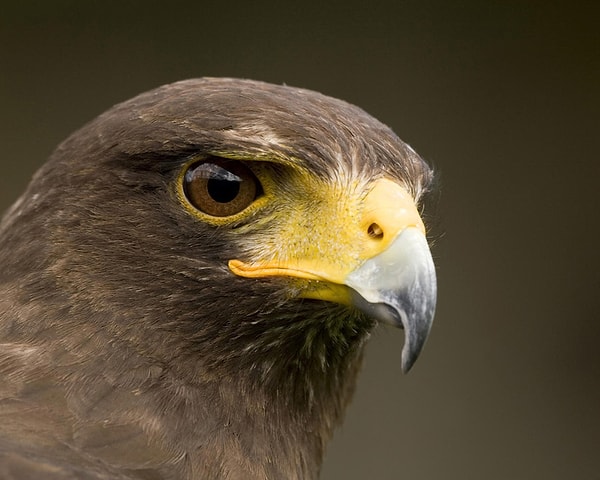 Ваш характер олицетворяет сокол!