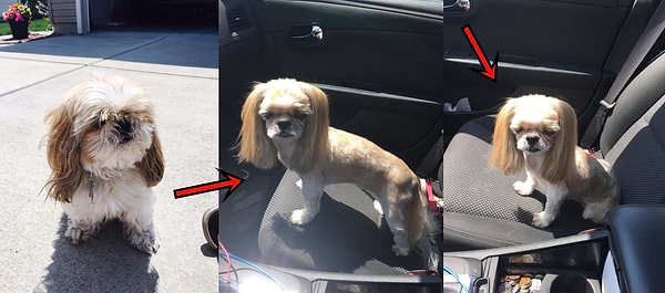 8. «Я попросил парикмахера слегка подстричь мою собаку, а через час меня встречала какая-то мышь-наркоманка».