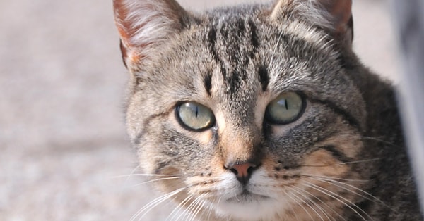 Ну а кошек вы боитесь?