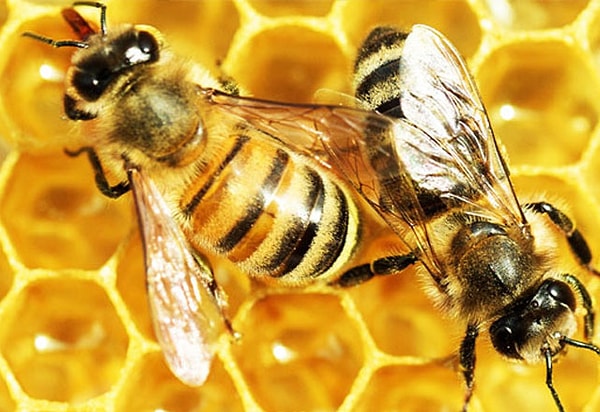 А пчел боитесь?