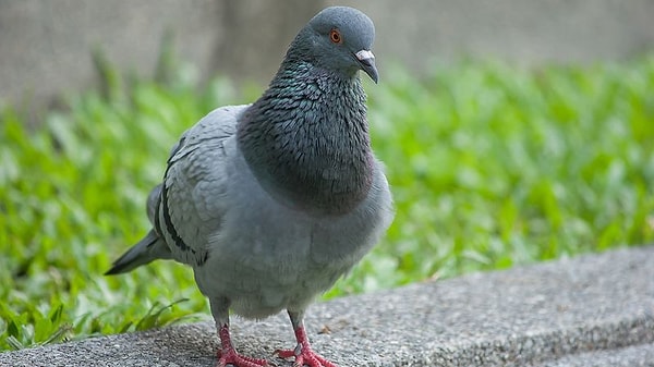 Боитесь голубей?