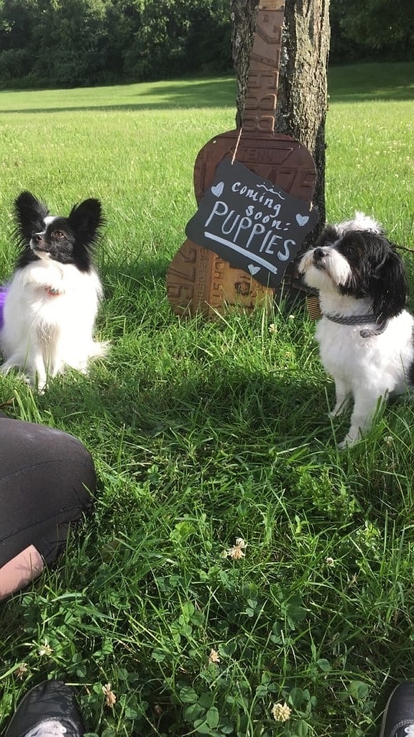 14. Беременная фотосессия для собаки. Ну зачем?