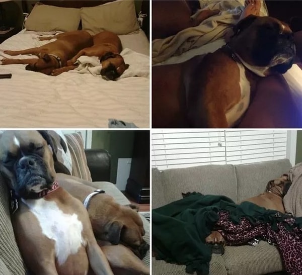 9. Из-за того, что Герти и Грейс постоянно занимали собой всю хозяйскую кровать, им купили отдельный диван. Причем стоил он недешево!