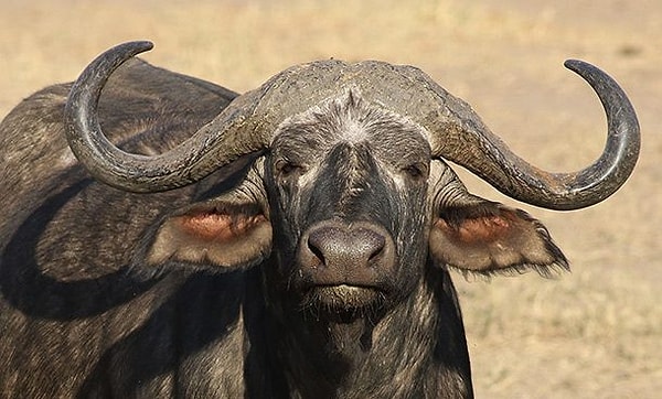 15. Африканский буйвол - 200 смертей