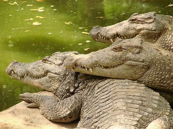 10. Крокодилы - 1000 жизней