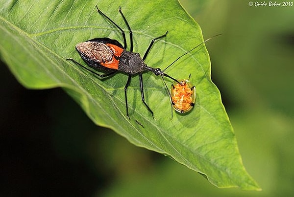 6. Хищнецы - 12 000 смертей