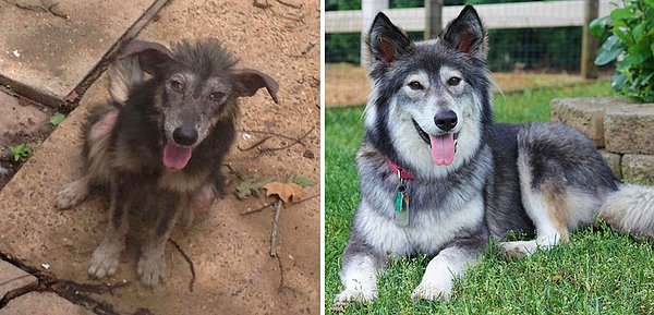 4. "Köpeğim Wynter, sokakta yaşamaktan arka bahçemde rahatlamaya geçiş yaptı."