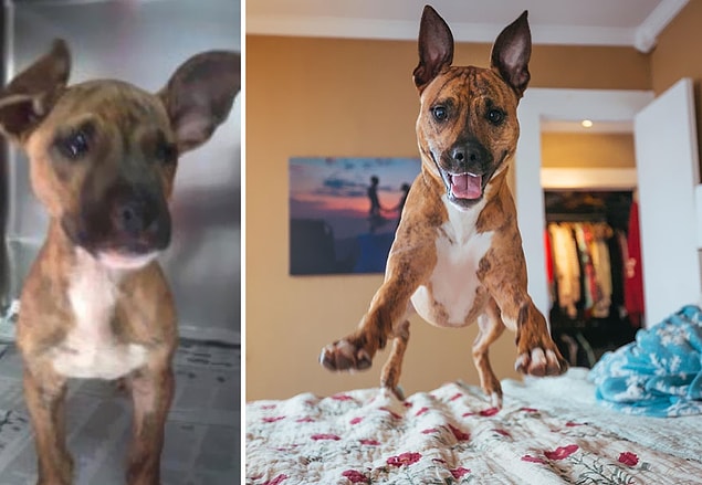 3. Hank eskiden hem yaralı hem de çok ürkek bir köpekken, şu an ağzı kulaklarına varıyor ❤️