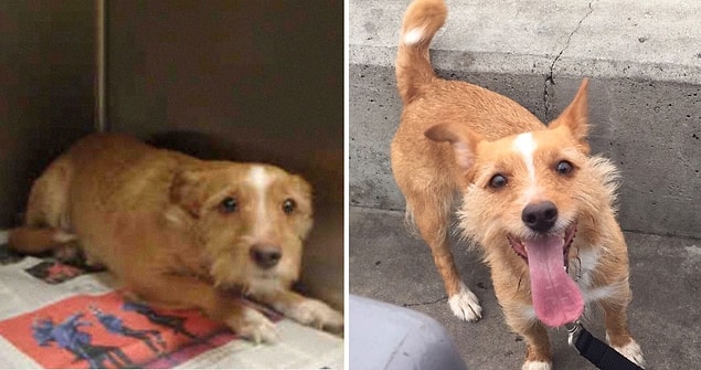 9. Bu gördüğünüz Rey, ölüme terk edilmiş bir köpekken bugün çok mutlu...