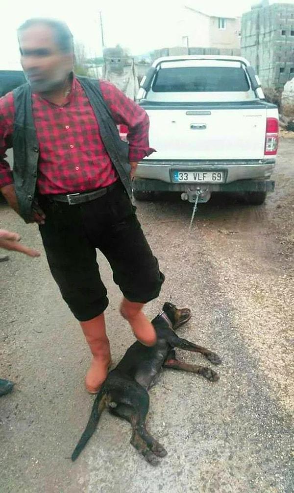 Mersin'in Erdemli ilçesinde, bir aracın arkasına iple bağlanıp sürüklendiği için hayatını kaybeden bir köpek.