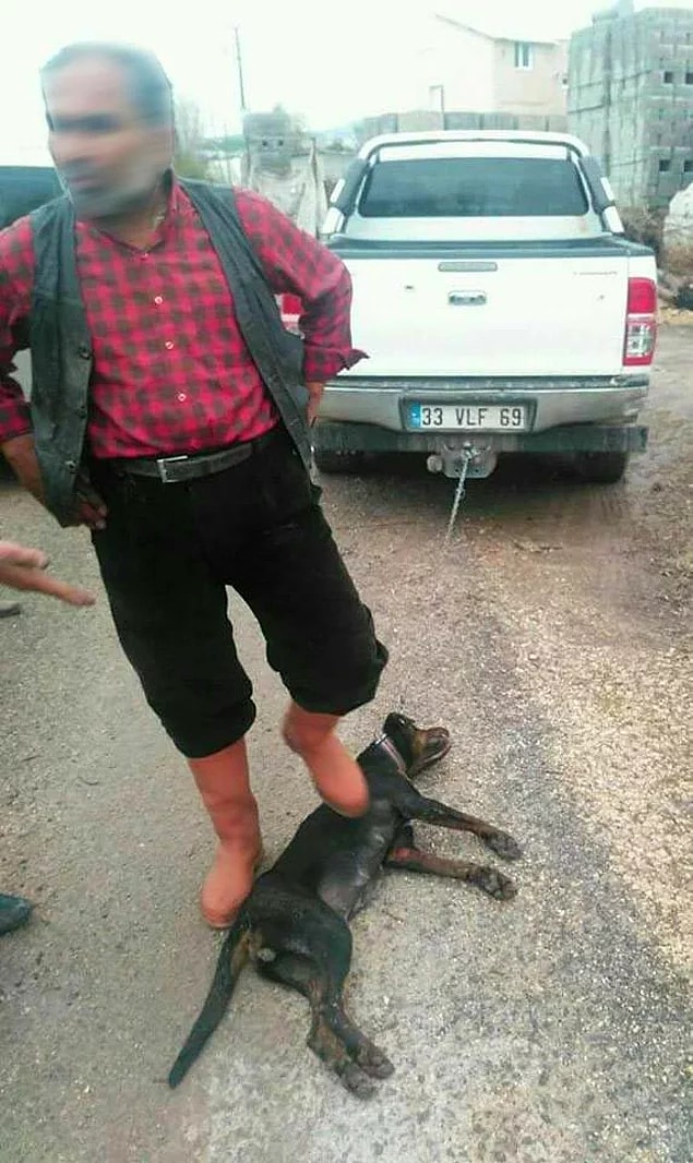 11. Tek ihtiyacı sevgi olan hayvan dostlarımıza karşı acımasızlıkta dur durak bilmiyoruz; işkence, tecavüz, arabaya bağlayarak sürükleme...