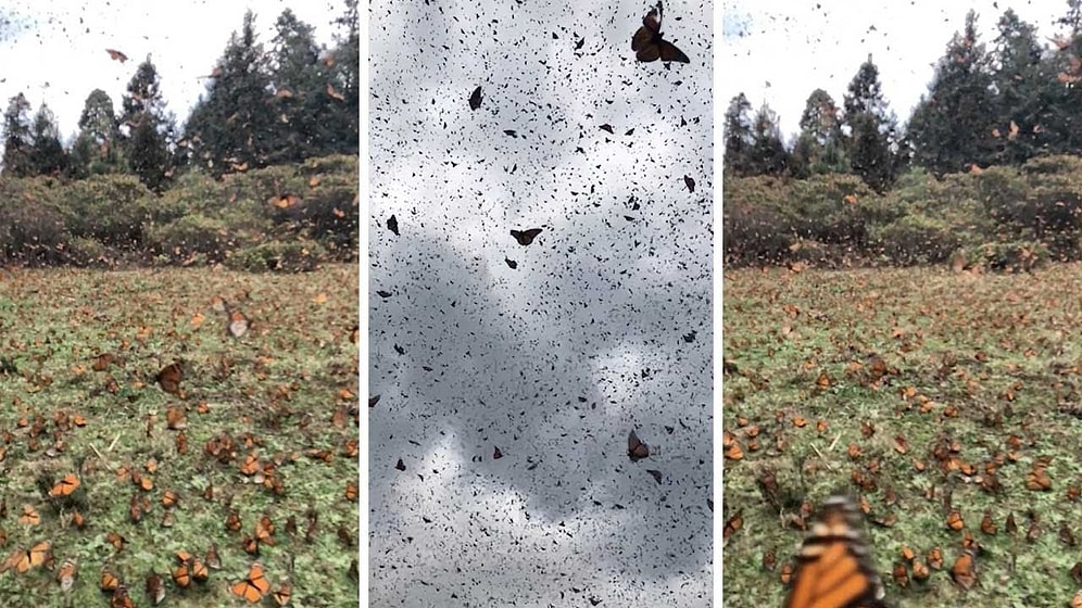 Binlerce Kral Kelebeğinin Oluşturduğu Sihirli Görüntü