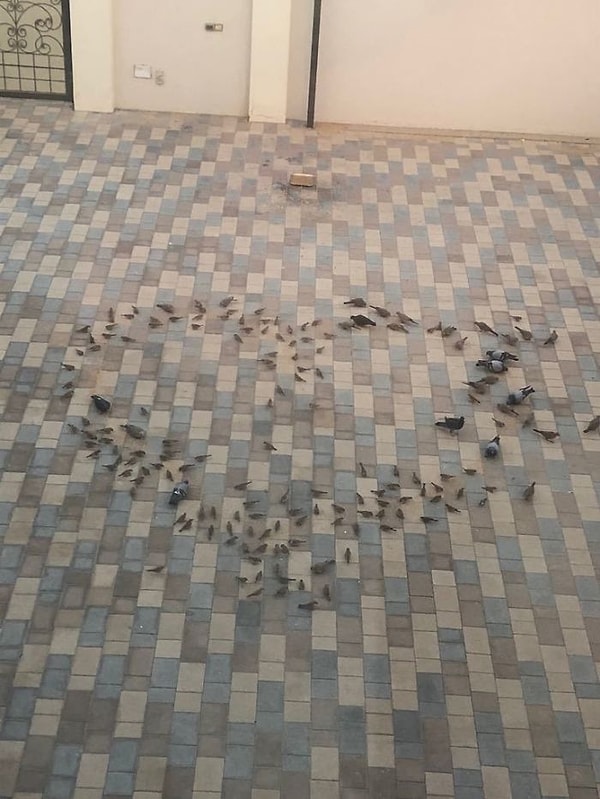 5. "Каждое утро мой отец насыпает корм для птиц в виде сердца, чтобы мама проснулась и это увидела".