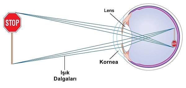 Görüşümüzdeki netliği ve odaklamayı sağlayan 'lens' objelerden yansıyan ışık dalgalarını belli bir yönde ilerlemeleri için yönlendirir.
