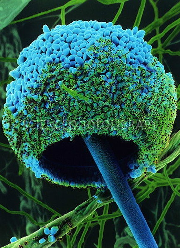 В действительности споры плесени постоянно витают в воздухе, а хлеб — идеальная для них среда. А размножаются эти споры, между прочим, с ужасно большой скоростью.