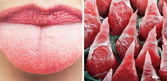 8 фото обычных вещей под микроскопом, от которых вы будете либо в восторге, либо в ужасе