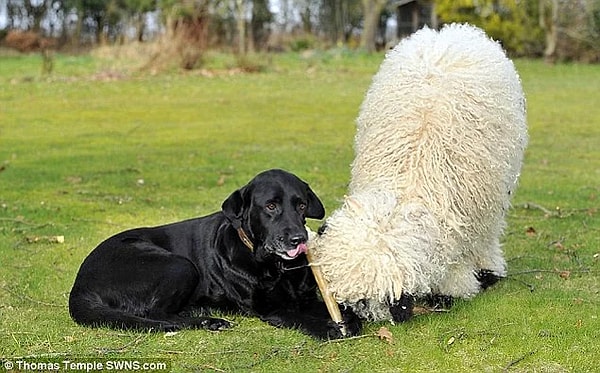 Познакомьтесь, это Марли и Джесс!