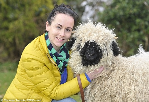 Овцы этой породы обычно очень кудрявые и пушистые, поэтому если посмотреть издалека...