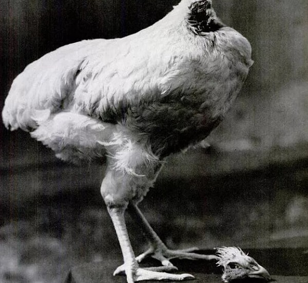 12. Самое большое время, которое удалось прожить петуху с отрубленной головой, — 18 месяцев