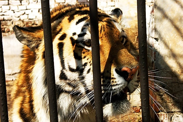 6. Еще один случай смерти от клыков тигра