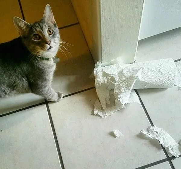 15. Специальные игрушки для котов? Засуньте их куда подальше!