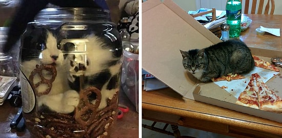 18 фото с типичным поведением кошек, которые рассмешат вас и взбесят одновременно