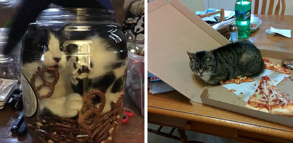 18 фото с типичным поведением кошек, которые рассмешат вас и взбесят одновременно