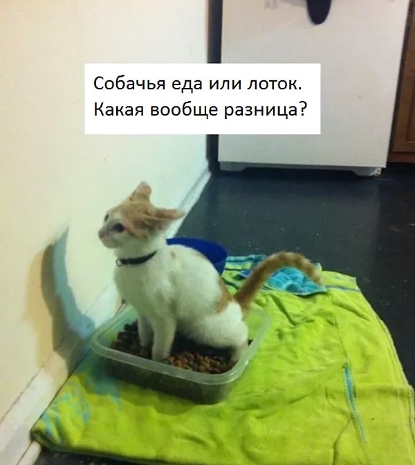 14. Коты как никто другой умеют мстить