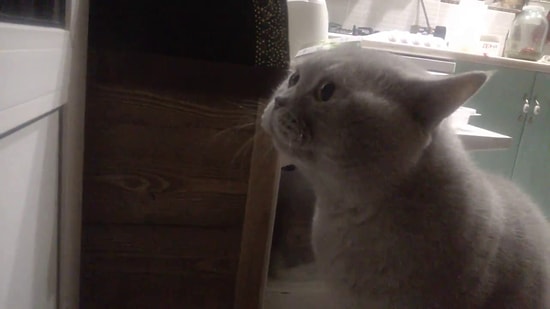 "Открой мне!!", - коты тоже умеют говорить