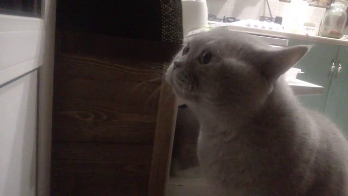 "Открой мне!!", - коты тоже умеют говорить