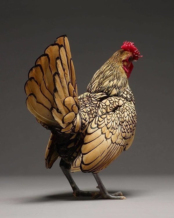 11. Судя по всему, у них это в крови 😍