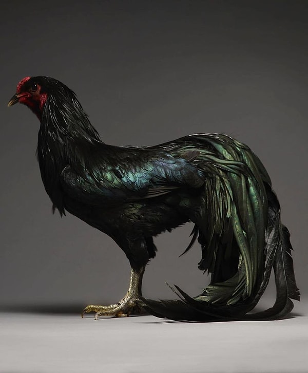 13. С чем мы их и поздравляем 👏👏👏