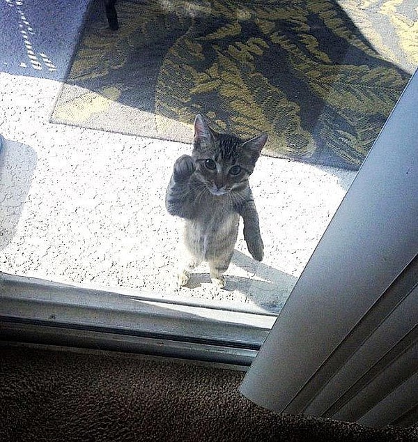 8. Это мой дом, и я это так просто не оставлю, двуногий!