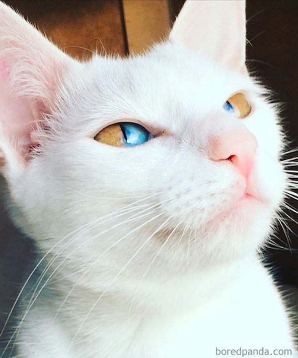 5. "Гена постарался"