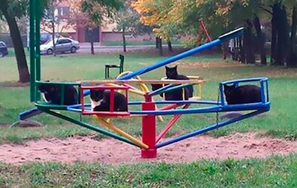 12. "Похоже что у них собрание"