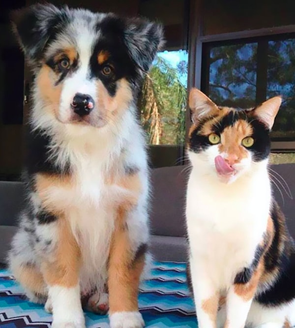 13. "Близнецы!"