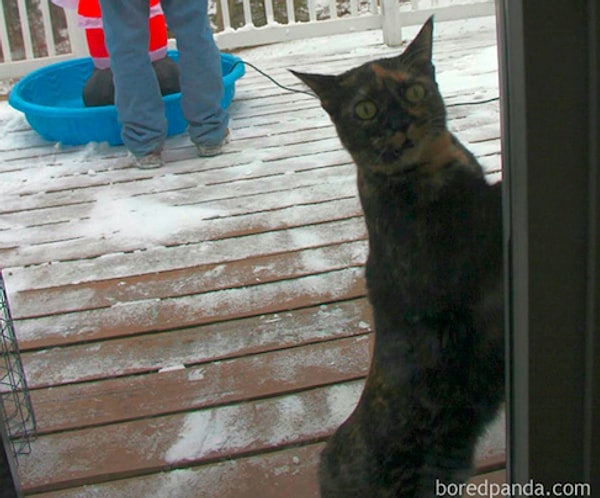 14. "Кот пошёл за папой на улицу в мороз. Выражение его морды говорит само за себя"