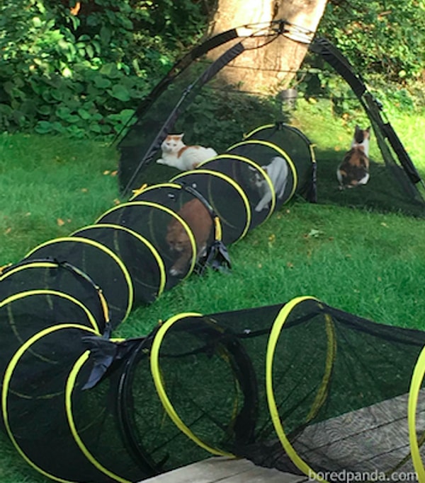 ...я балую своих котов"