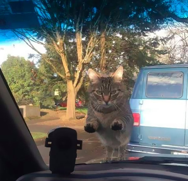 24. "Когда вы опаздываете на работу и забыли покормить его высочество"