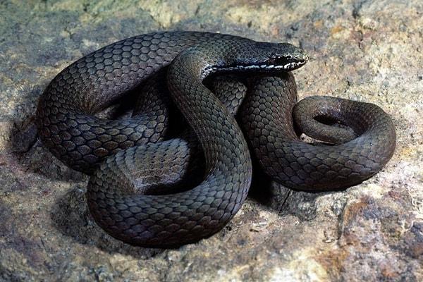 Freud'a göre yılan bilinçaltında cinselliği simgeler. Büyük bir yılan görmek cinsel tehditi işaret edebilir.