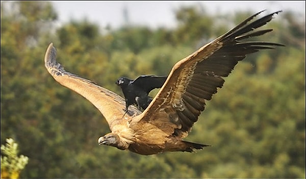 1. Ничего необычного, просто орел согласился подбросить ворону до центра