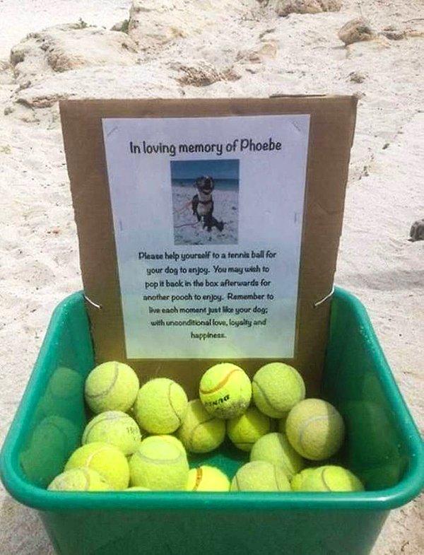 3. Ölen köpekleri Phoebe'nin ardından tenis topu hayrı yapan bu aile!