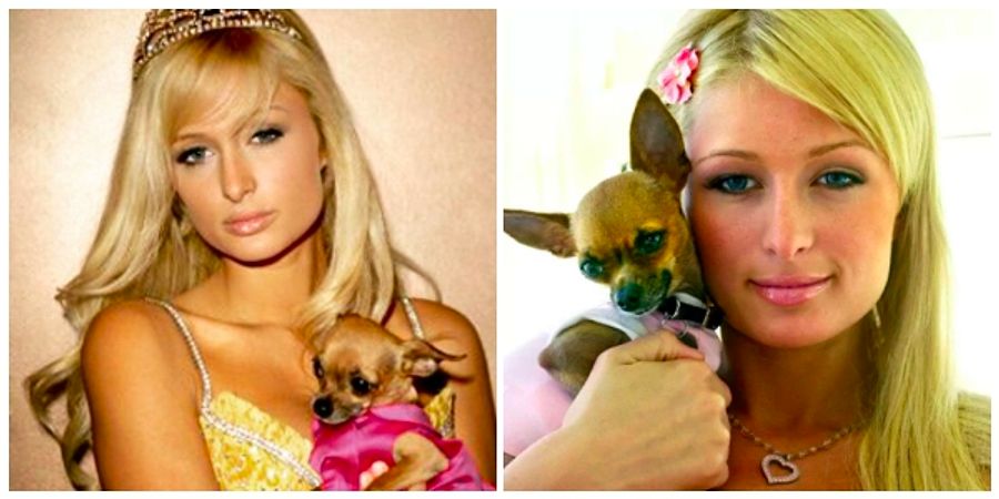 ☀ Paris hilton köpeği