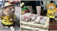 Dünyanın En Minnoş Esnafı! Vietnam'ın Balık Satan Kedisi Görenleri Hayran Bırakıyor 😻