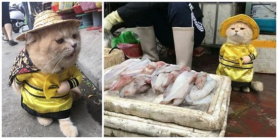 Dünyanın En Minnoş Esnafı! Vietnam'ın Balık Satan Kedisi Görenleri Hayran Bırakıyor 😻