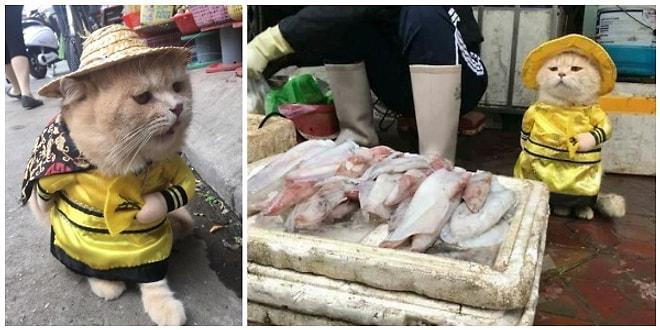 Dünyanın En Minnoş Esnafı! Vietnam'ın Balık Satan Kedisi Görenleri Hayran Bırakıyor 😻